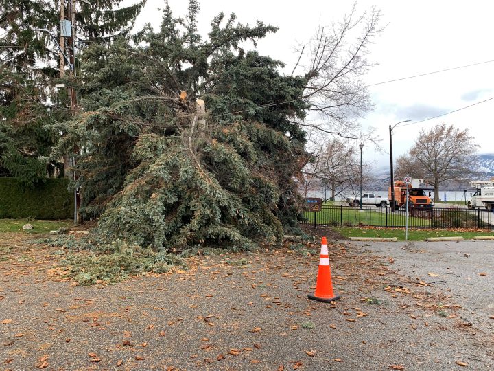 A fallen tree at Sarsons Beach Park in Kelowna.