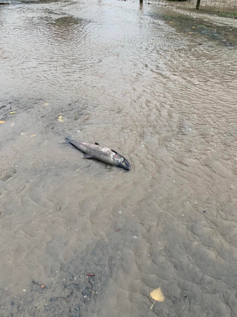 In Surrey, a salmon got lost and ended up swimming along the roadway before running out of water.