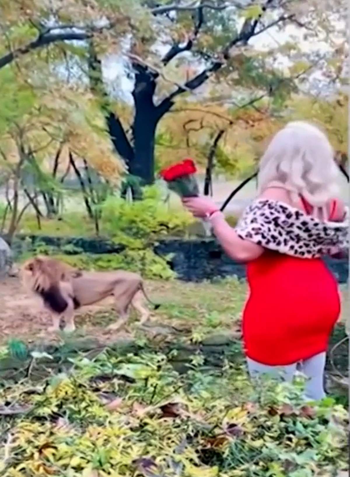 A woman is seen holding roses in a red dress trying to talk to one of the lions.