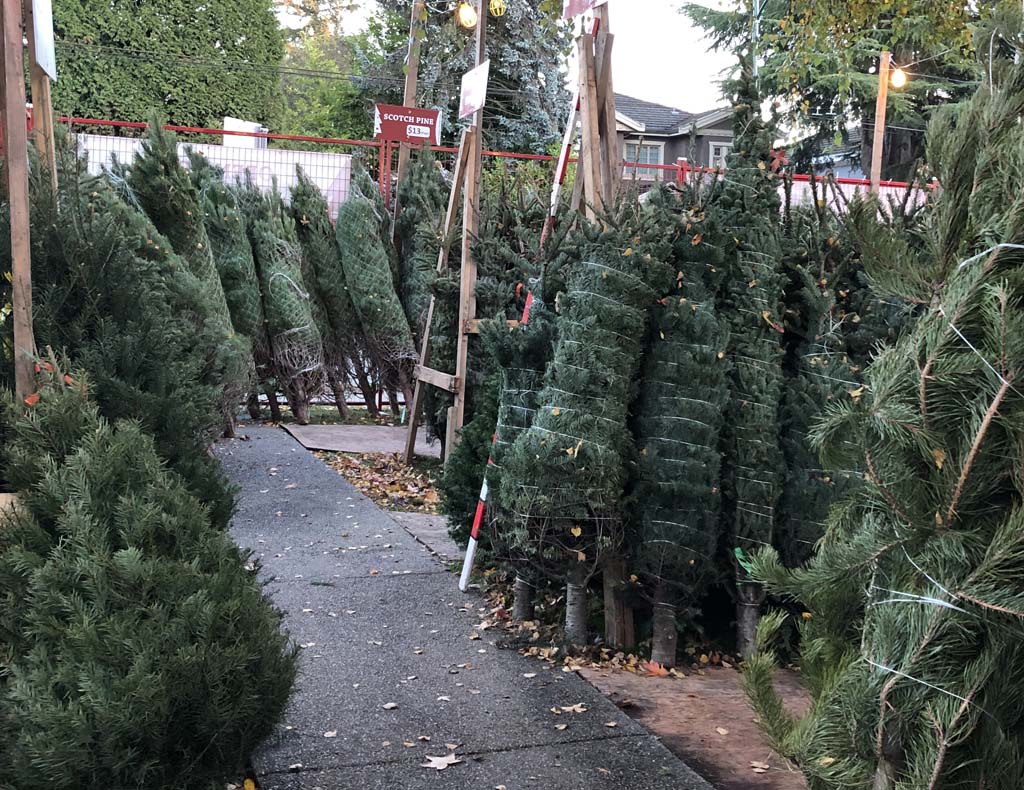 Global BC supports Aunt Leah’s Charity Tree Lots - image