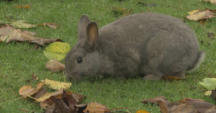 RCMP investigate reports of rabbit killings in Richmond park – BC