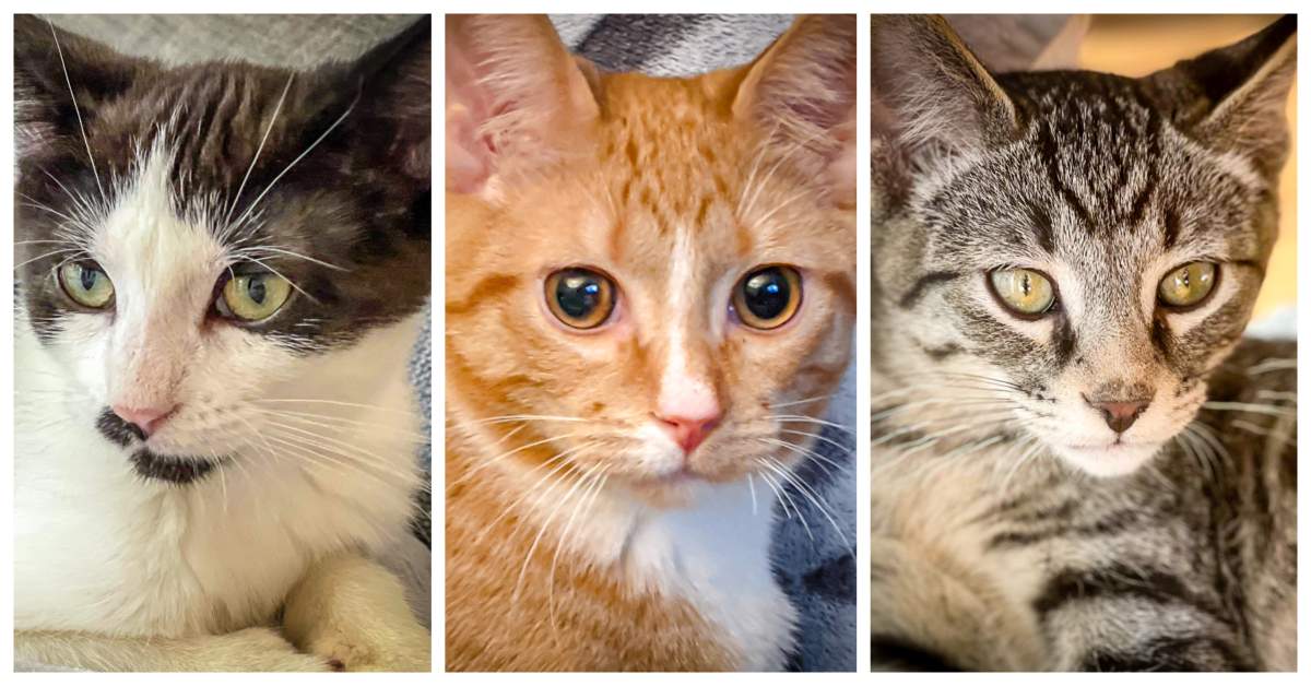 Adoptable cats at the Animal Rescue Foundation of Alberta.