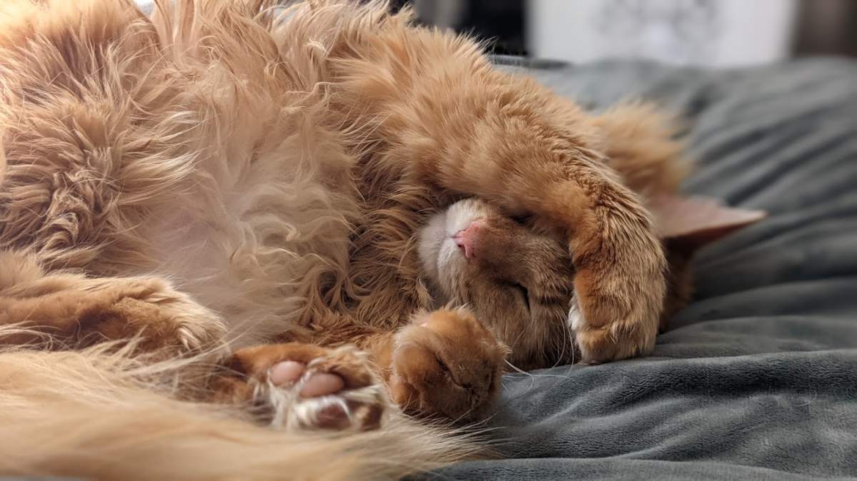 New research from the University of British Columbia suggests domestic cats are helping spread a dangerous parasite to wildlife.