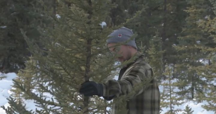 Lebih banyak orang Alberta termotivasi untuk menebang pohon Natal mereka sendiri karena kekurangan lokal
