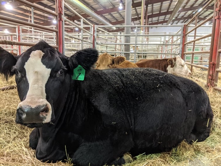 This year's Canadian Western Agribition celebrates 50 years of running and also a return from last year's hiatus due to the COVID-19 pandemic.