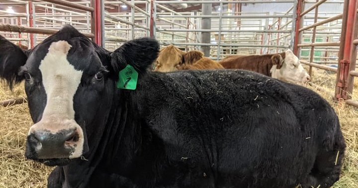 Agribition wraps up in Regina with huge economic impact on city, province