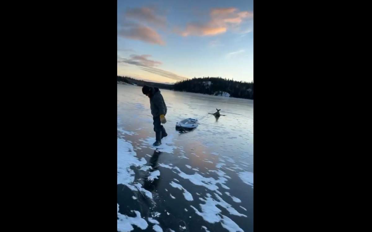 Devin Bell pulls a deer across Black Sturgeon Lake after he and a friend found the doe stuck on the ice.