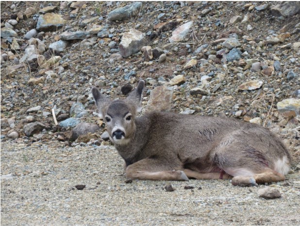 Fawn Mule Deer Injured by Unleashed Dog City of Kelowna.
