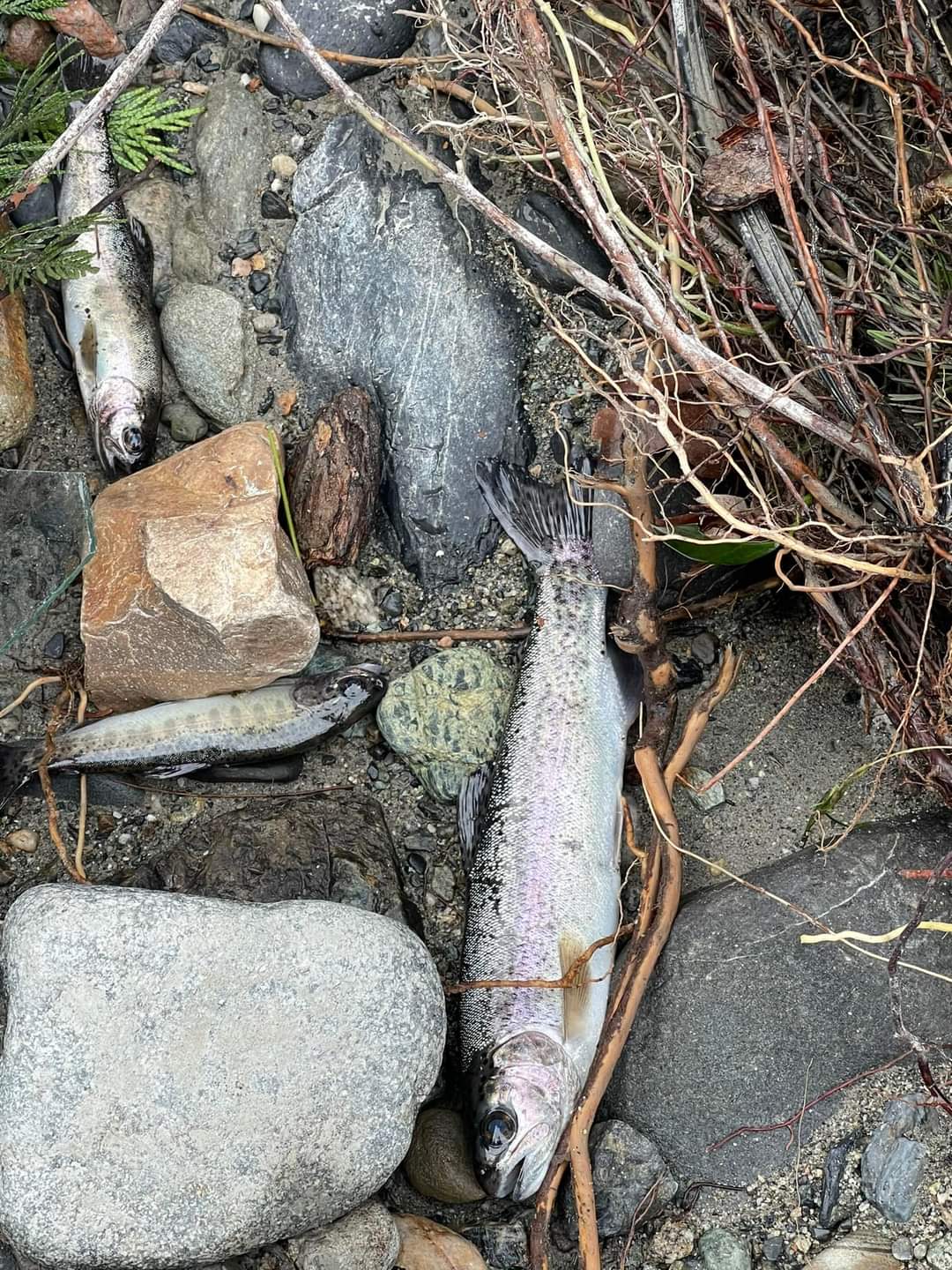 Renee Coghill of Hope Search and Rescue has already found 100 dead fish on dry land off the Coquihalla Highway in the aftermath of catastrophic floods in southern B.C. on Nov. 14 and 15, 2021.