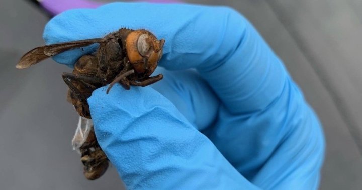 ‘Murder hornet’ found in B.C. trap, say Washington state officials