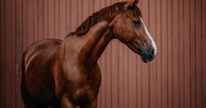 Warning issued after rabid horse discovered in Perth County