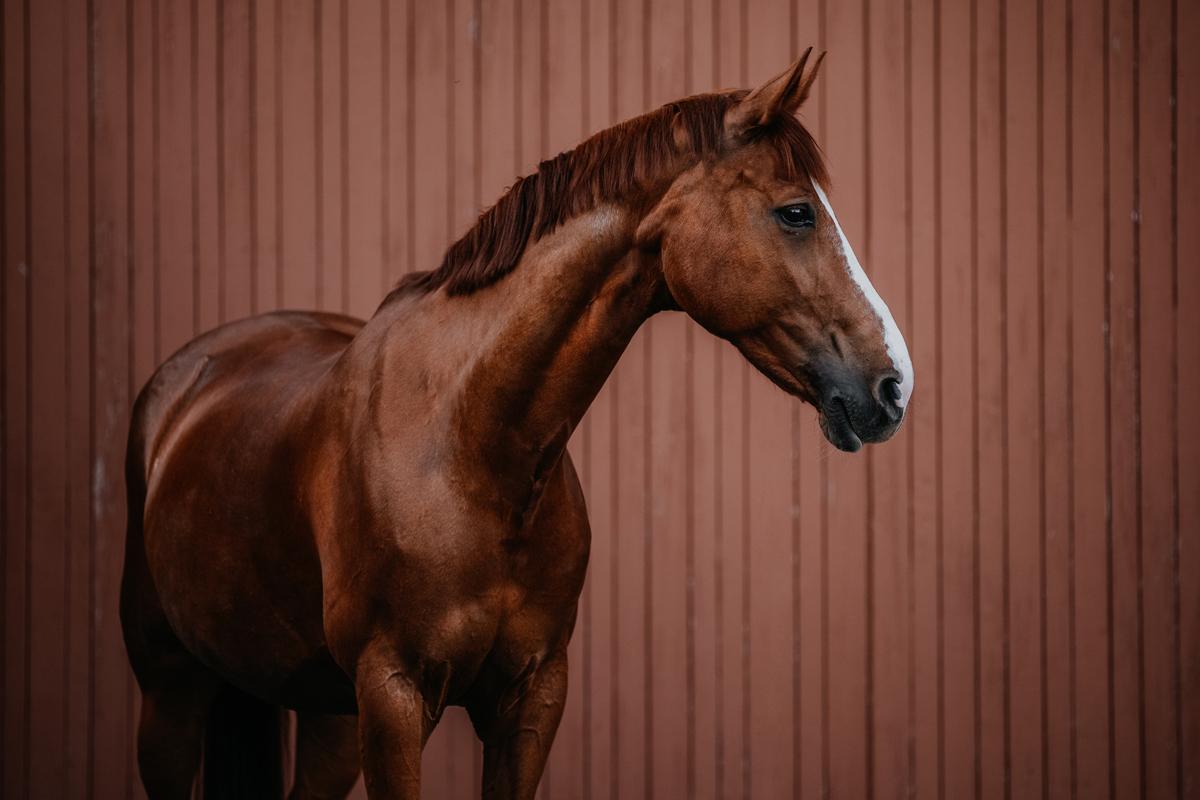 A horse stands near a barn.
