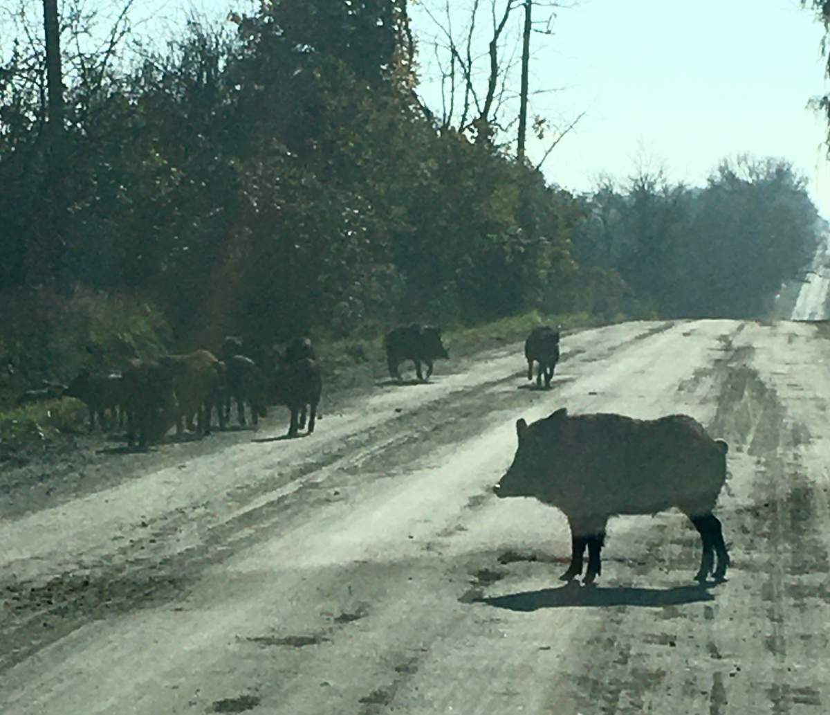 North Pickering having a hog of a time with wild boars on the loose - image