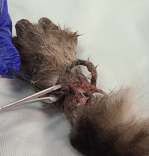 The veterinary team at the Regina Humane Society determined there was too much damage and risk of infection to save the leg after an elastic band was wrapped around it.