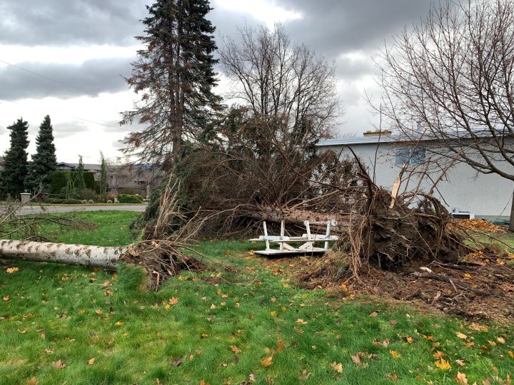 An uprooted tree lies on the corner of Sarsons Road in Kelowna following Monday’s storm.
