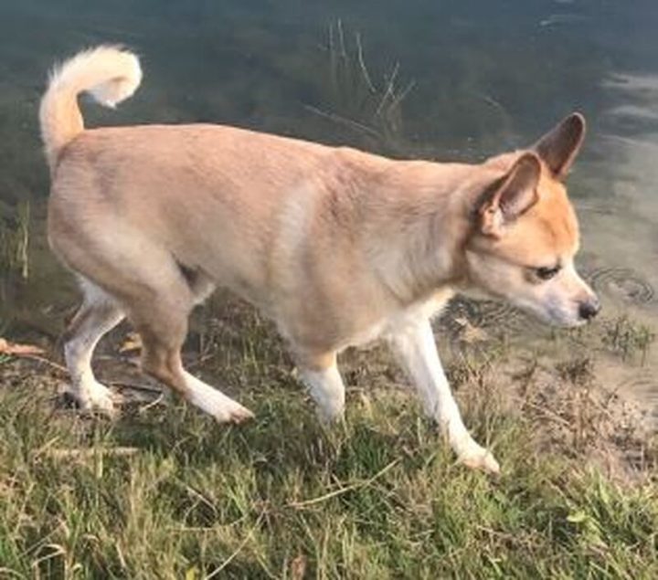 Police say Spencer is a 12-year-old Chihuahua mix.