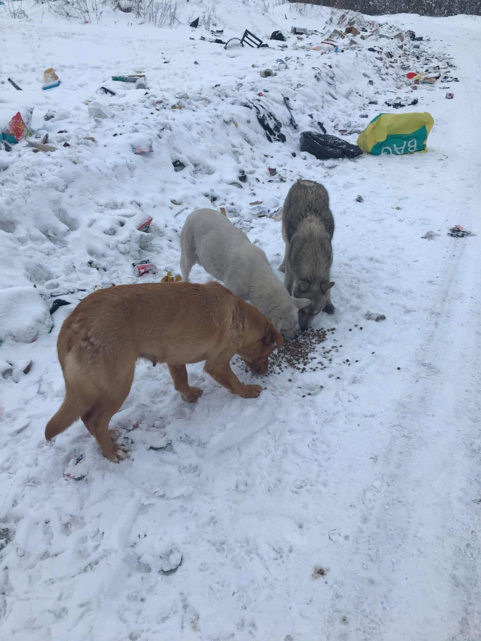 how-many-homeless-dogs-are-in-canada