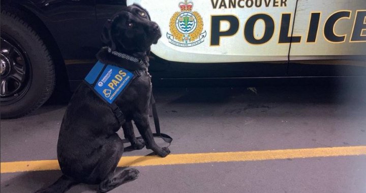 ‘He definitely is Zen’: New VPD canine recruit focused on employee wellness in B.C. first
