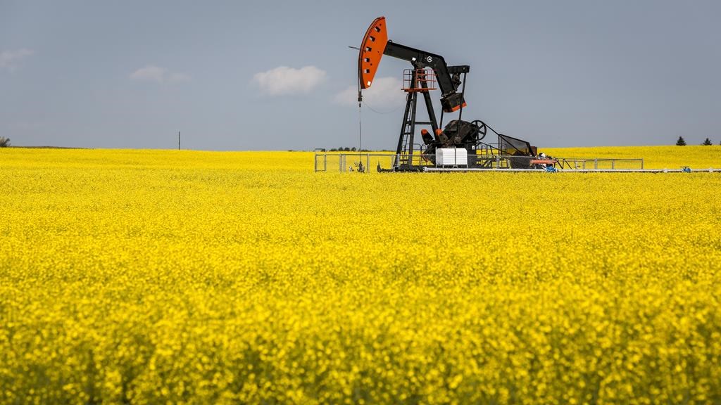 A pumpjack draws oil from the ground surrounded by a canola field near Cremona, Alta., Monday, July 12, 2021. The Canadian Association of Energy Contractors expects 15 per cent more wells to be drilled in Canada next year.