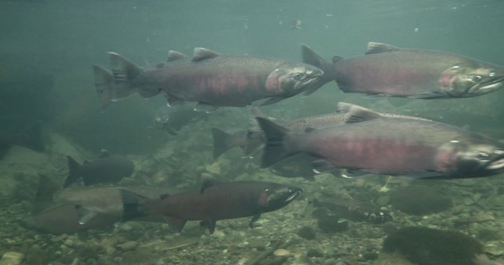 New calls to protect salmon, wildlife as B.C. rebuilds flood defences