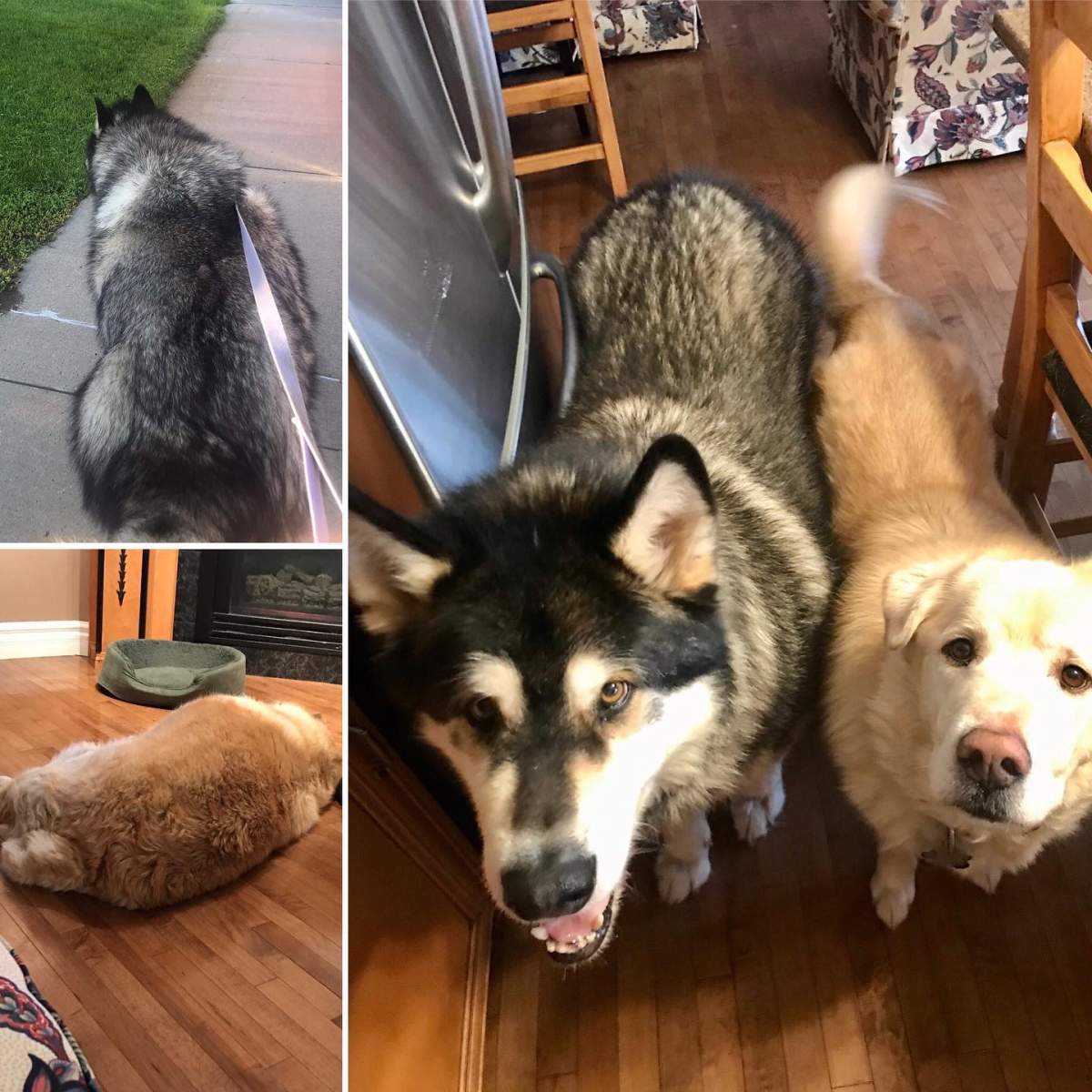 Pam Heggie’s dogs Kai and Woody at her home in Edmonton, Alta. in December 2021.