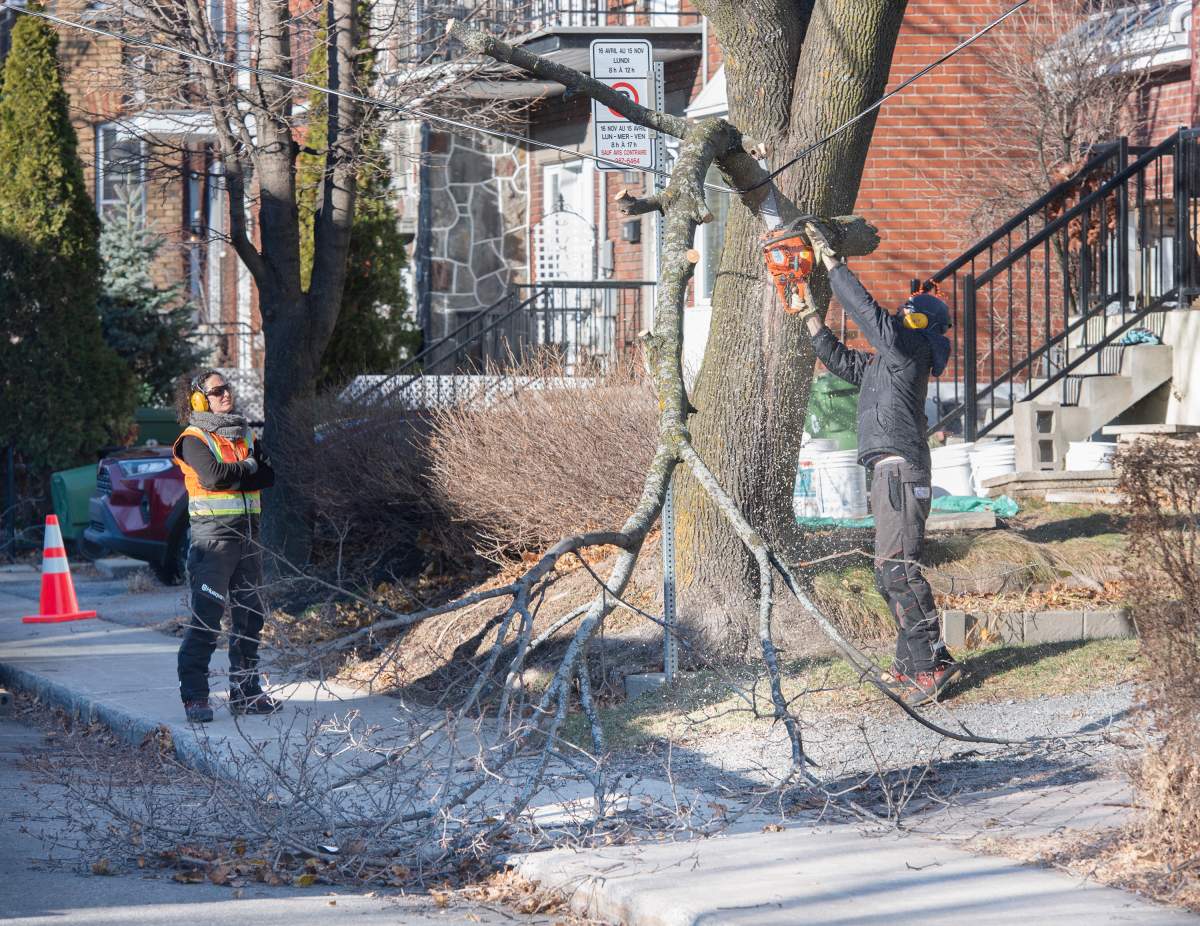 A worker clears branches from a power line in Montreal, Sunday, December 12, 2021, following high winds which left thousands without power.