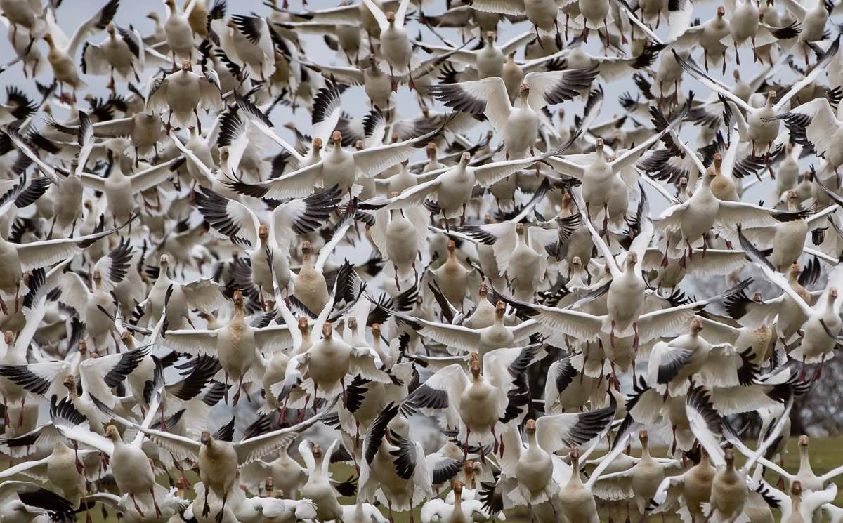 Snow geese take to the air at Garry Point Park, in Richmond, B.C., on Sunday, January 10, 2021.