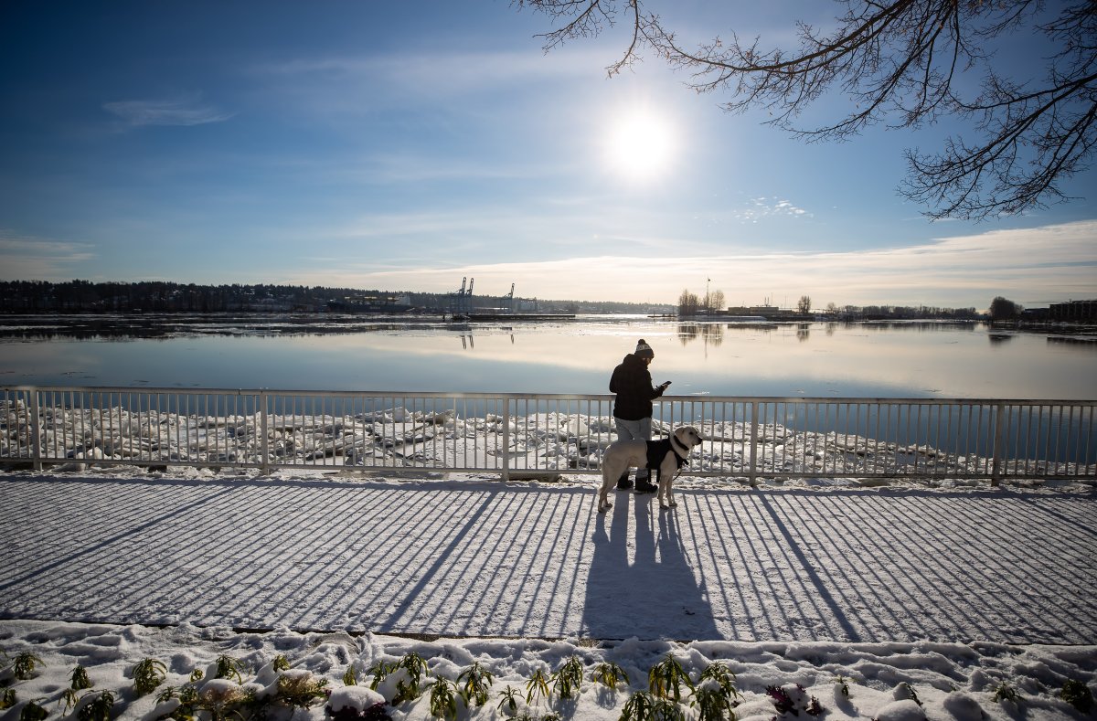 A man walking a dog checks his phone as ice floes build up on the Fraser River in New Westminster, B.C., on Tuesday, December 28, 2021.
