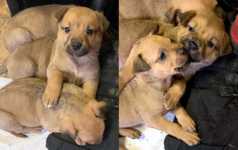 Celeste’s puppies will be available for adoption in the new year, says the BC SPCA