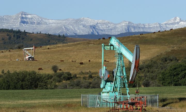 Oilfield pumpjacks, belonging to Crescent Point Energy, work producing crude and beef cattle graze in pasture near Longview, Alberta on Sept. 10, 2020.