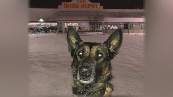 Edmonton Police Delete Online Post Detailing K9 Arrest: ‘The Post Was ...