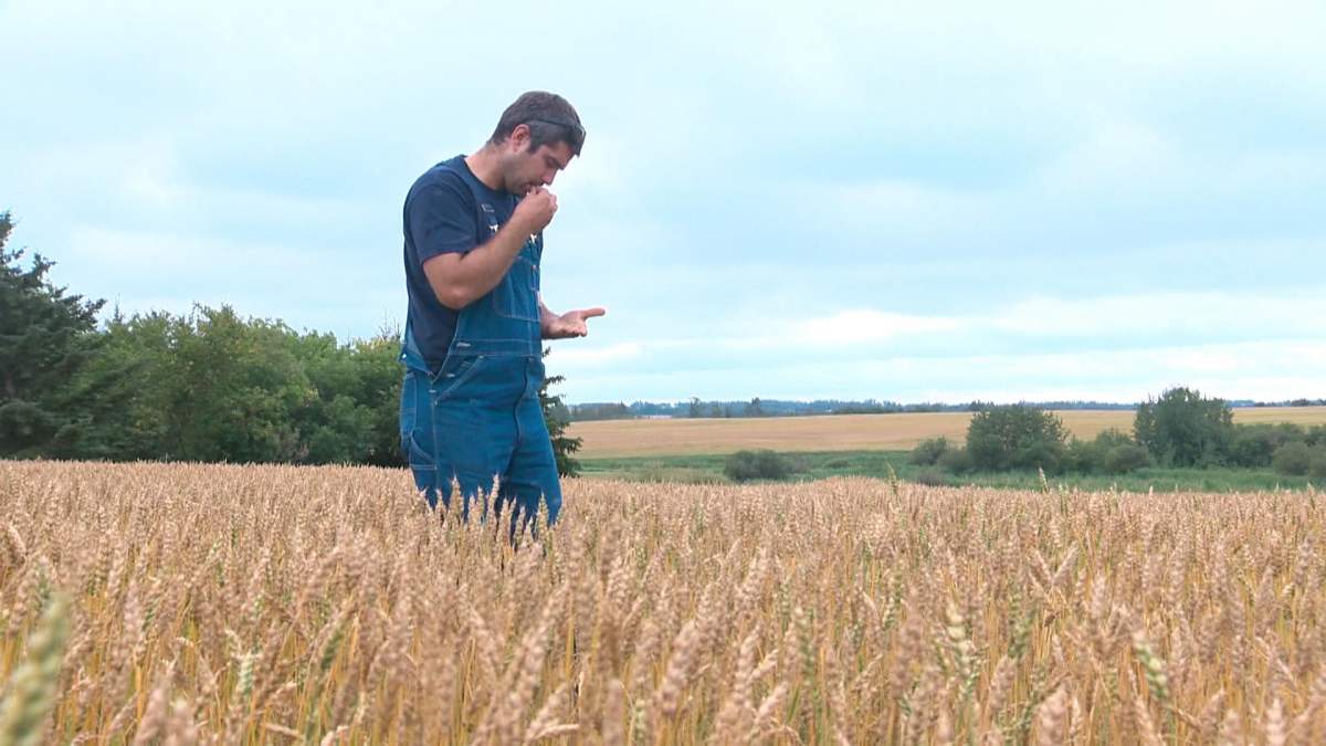 Manitoba has the most young farmers under 35 in Canada, according to a Statistics Canada report.