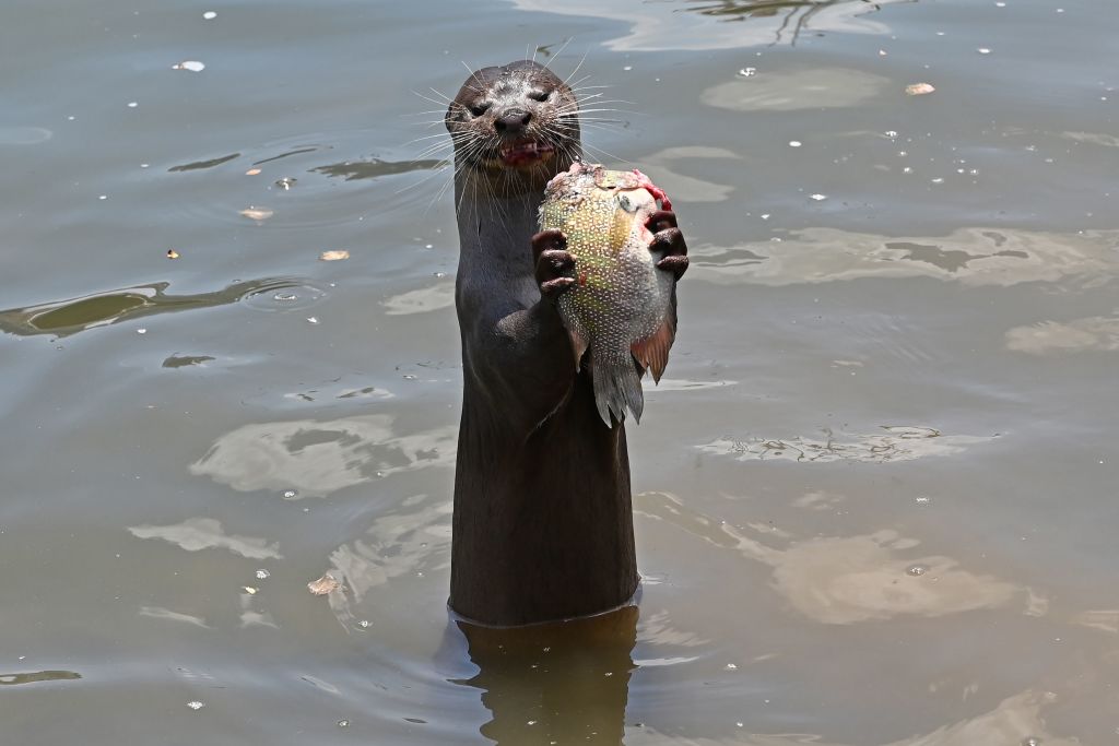 A wild smooth-coated otter feeds on a fish on the Singapore river on Feb. 21, 2019.