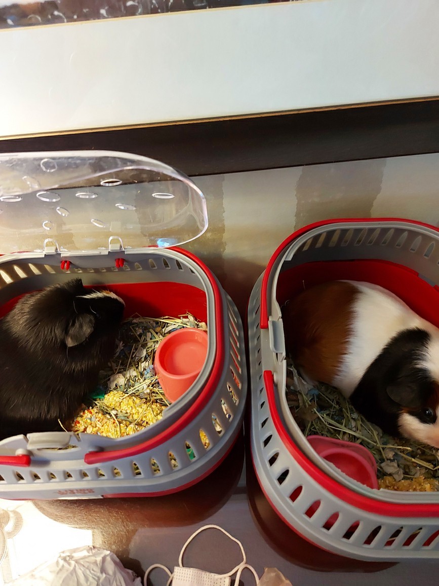 The Dean family guinea pigs are also staying with them in the hotel.