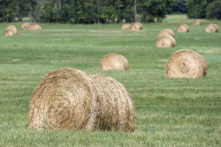 Round bales of hay in a field in Lansdowne, Ontario on Sunday, July 5, 2020. 