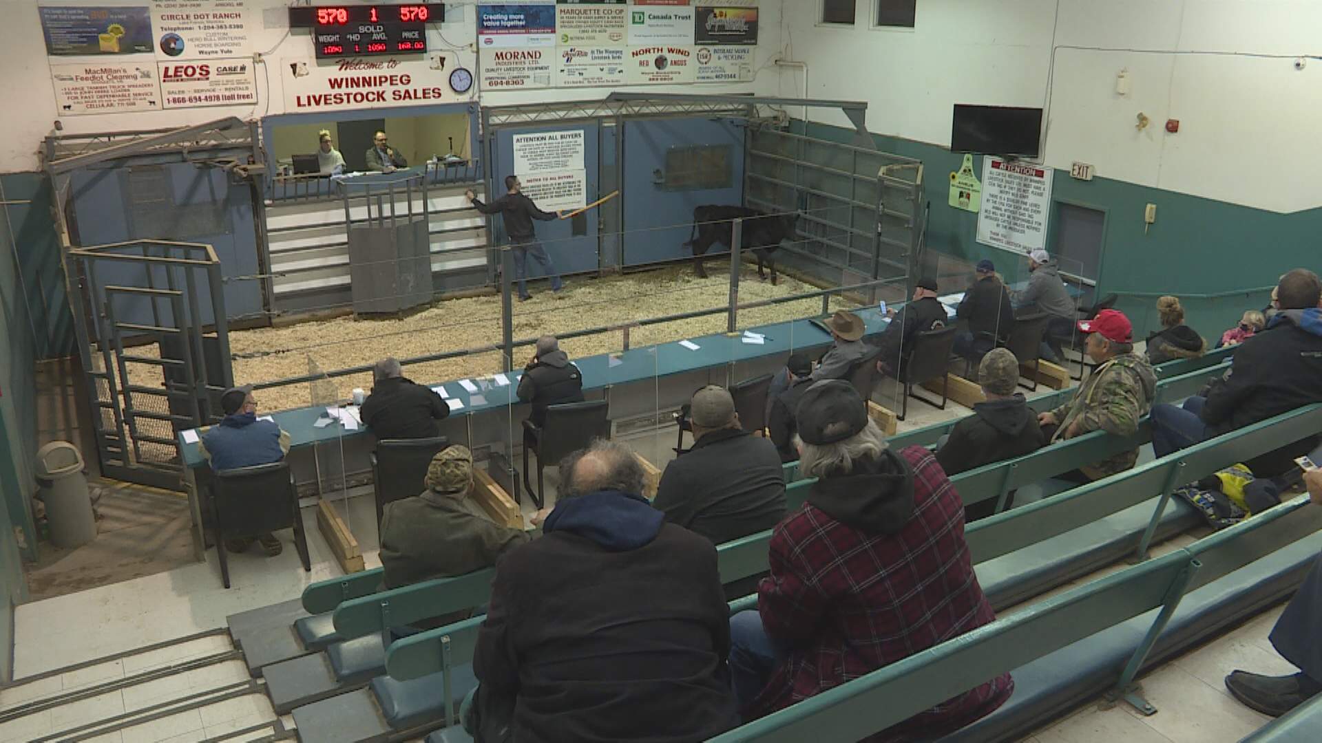 Ranchers turned out to Winnipeg Livestock Sales Ltd. Friday afternoon to help support a young girl’s fundraiser for cancer care.