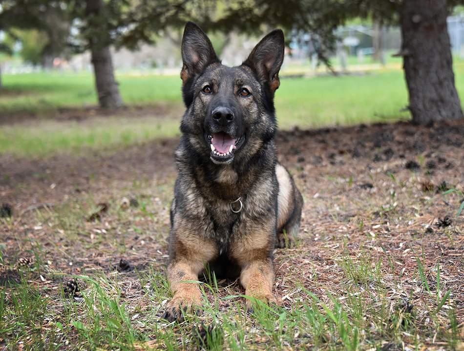 Police dog Jolt.