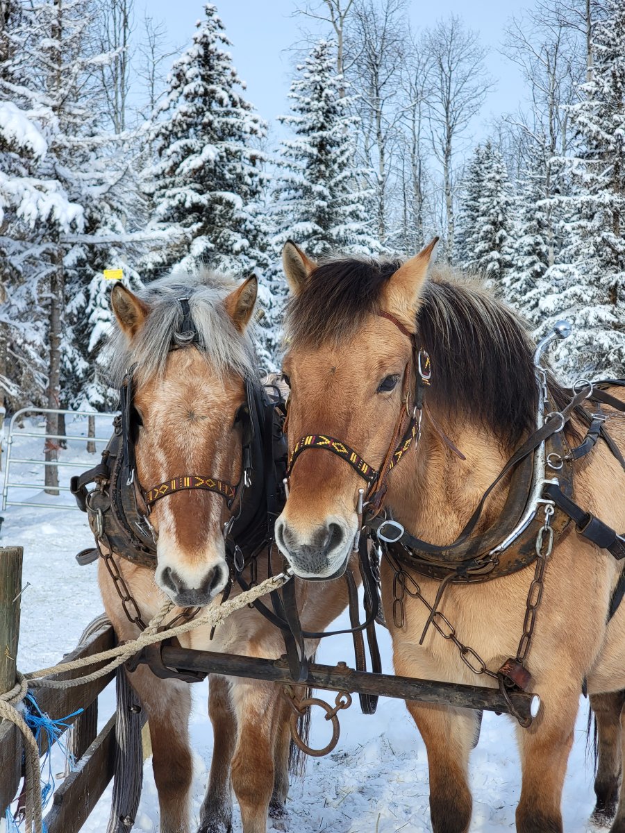 Jack and Jill, two fjord cross draft horses, went missing from a farm in 108 Mile Ranch, B.C. between Dec. 18 and 19, 2021, and their owner is pleading for their safe return.