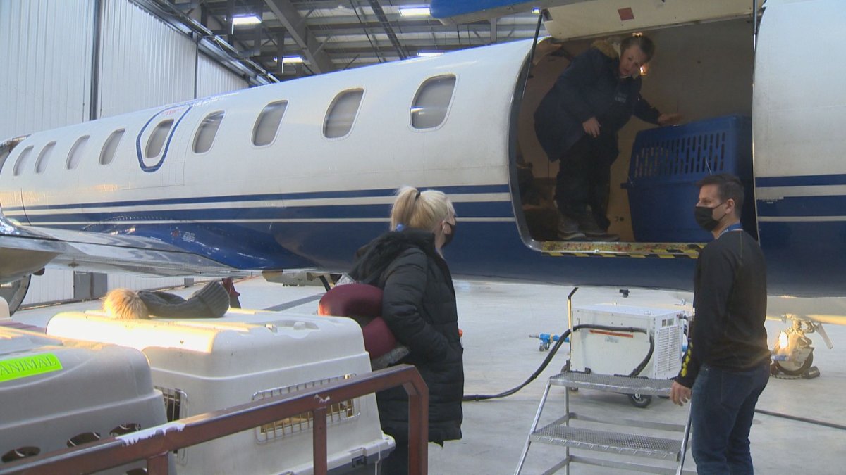 Dozens of dogs and puppies from northern Manitoba communities are on their way to new homes on the east coast, thanks to a pair of dog rescues and a chartered plane.