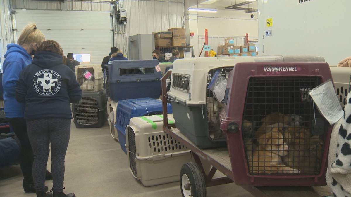 Dozens of dogs and puppies from northern Manitoba communities are on their way to new homes on the east coast, thanks to a pair of dog rescues and a chartered plane.