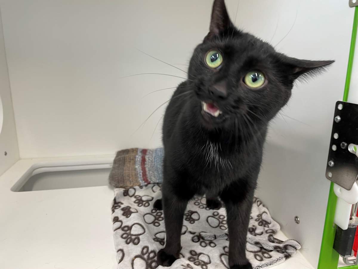 The Guelph Humane Society says it is hosting the first in-person adoption event in its new facility and the first since the COVID-19 pandemic began.