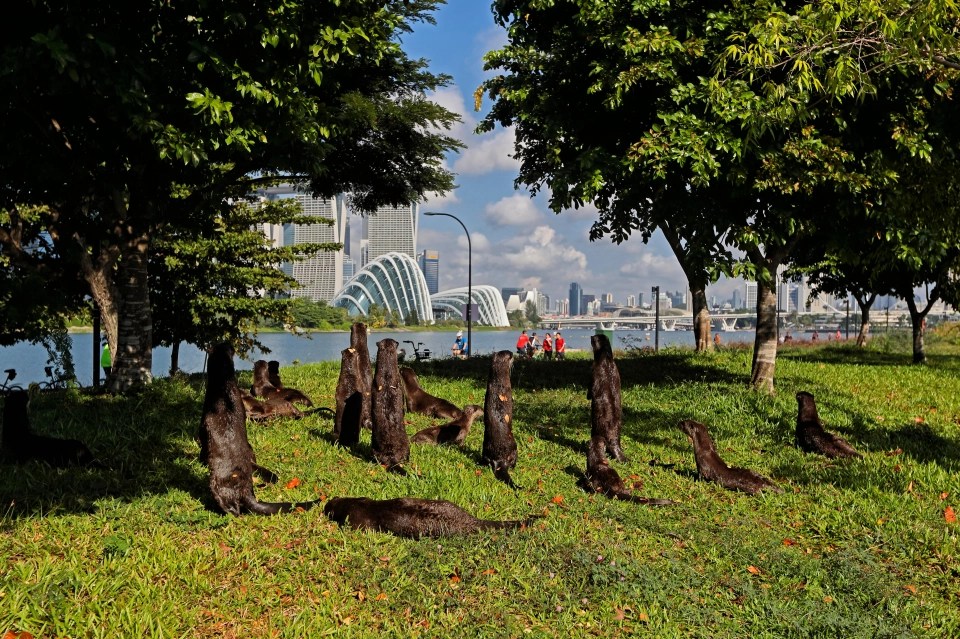 Otters stand on a riverbank in Singapore.