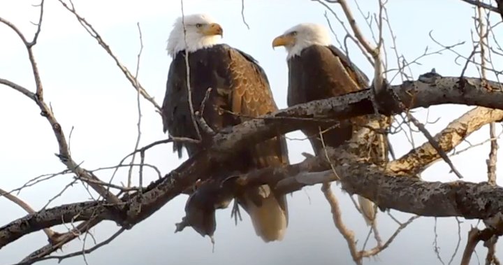 Squabble over food shows slice of ‘everyday life’ of eagles: SORCO