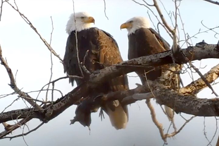 Squabble over food shows slice of ‘everyday life’ of eagles: SORCO