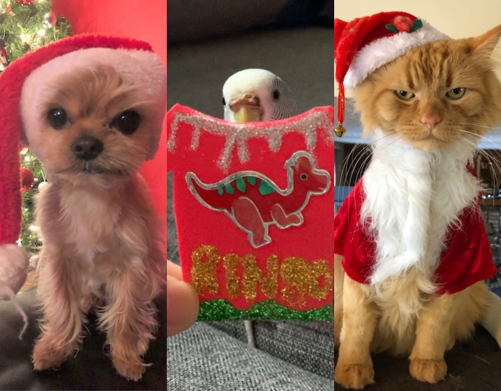 cute pets pose in Christmas gear