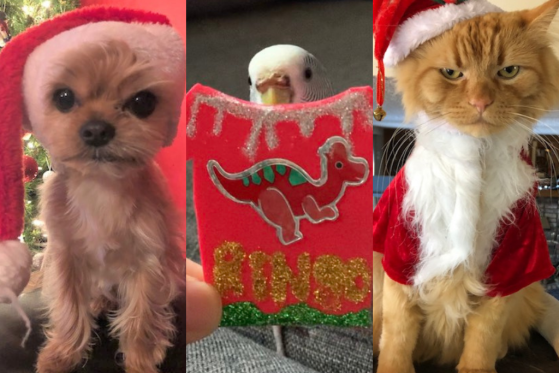 cute pets pose in Christmas gear