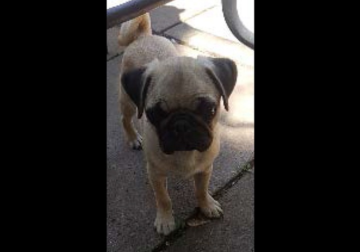Bugsy is a four-year-old male Pug.