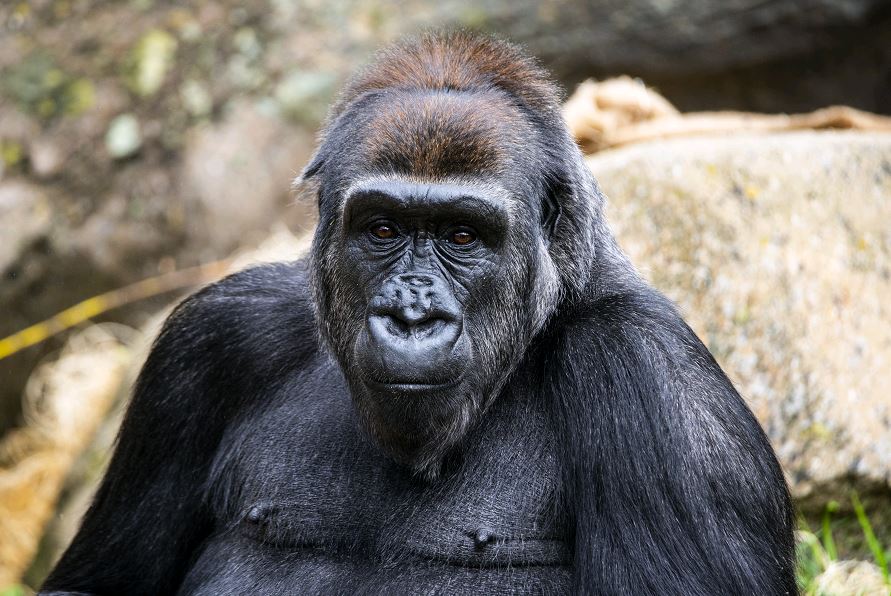 The Calgary Zoo announced Tuesday, Dec. 7, 2021 its 20-year-old western lowland gorilla Dossi is expecting her first infant.