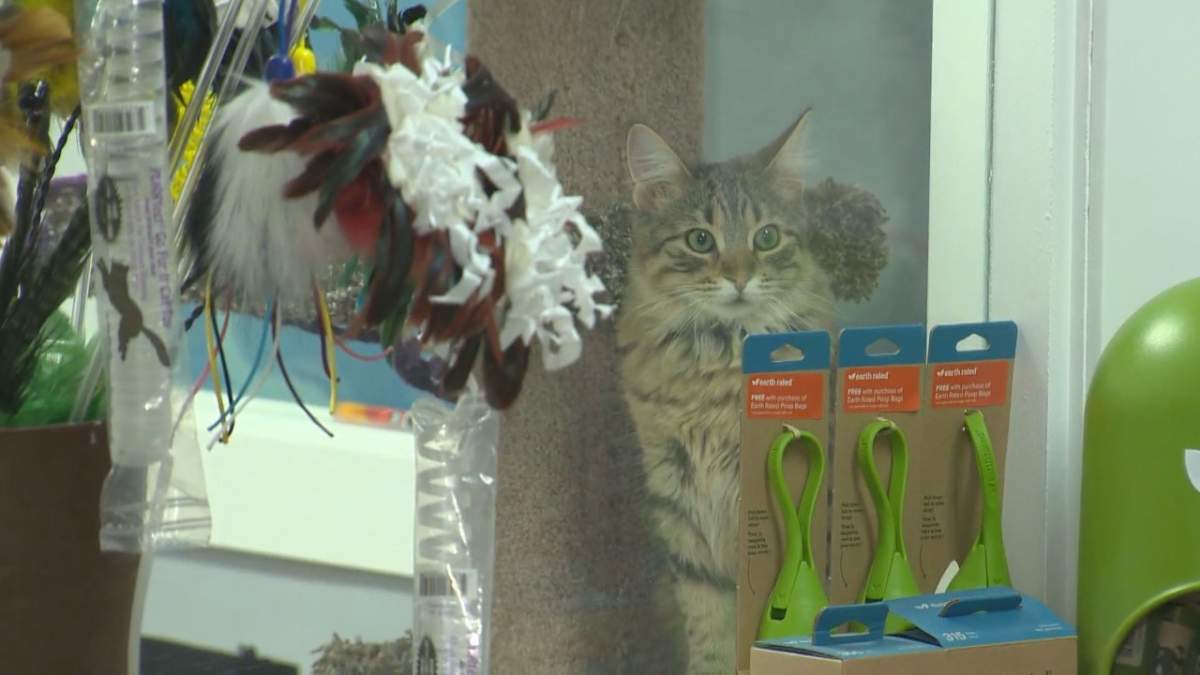 A picture of a cat from Darcy’s Arc