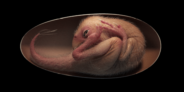 Perfectly preserved, 'extremely rare' dinosaur embryo in egg found in China